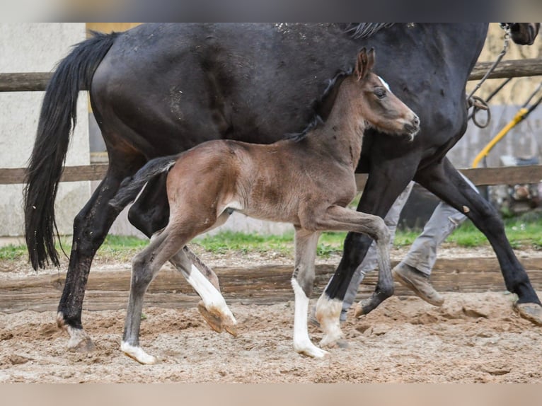 Oldenburg Stallion Foal (03/2026) 16.1 hh  in Hetzerath