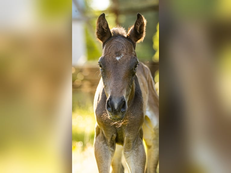 Oldenburg Stallion Foal (06/2026) 16.1 hh  in Hohenahr