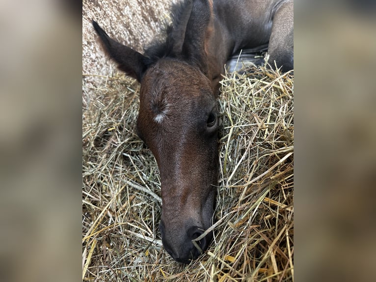 Oldenburg Stallion Foal (06/2026) 16.1 hh  in Hohenahr