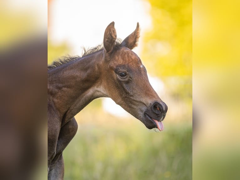 Oldenburg Stallion Foal (06/2026) 16.1 hh  in Hohenahr