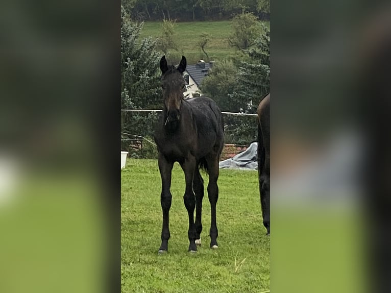 Oldenburg Stallion Foal (04/2026) 16.2 hh Bay-Dark in Dingelstädt