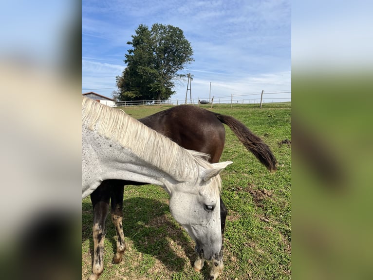 Oldenburg Stallion  16,2 hh Bay-Dark in Weiskirchen