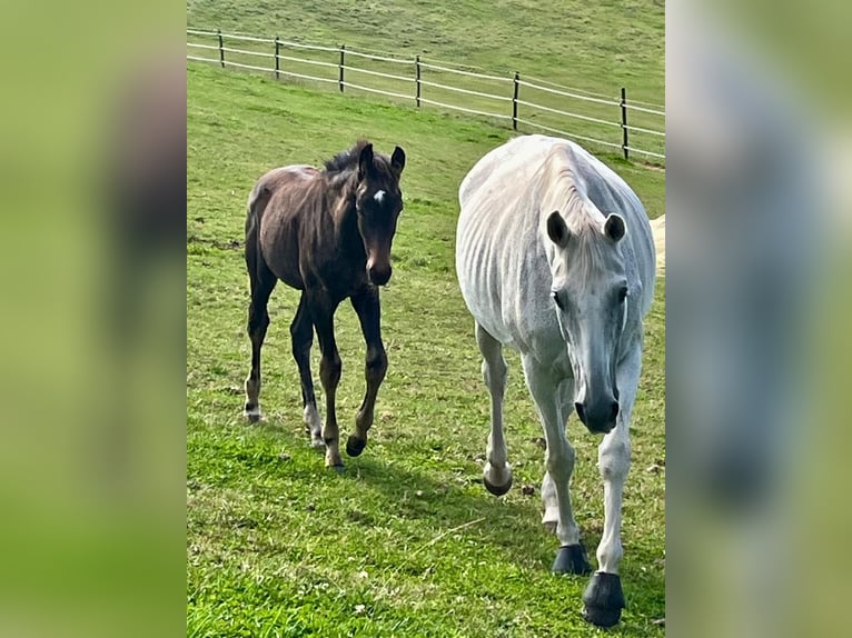 Oldenburg Stallion  16,2 hh Bay-Dark in Weiskirchen