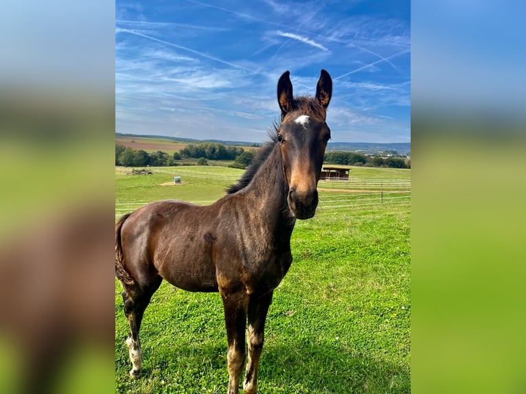 Oldenburg Stallion  16,2 hh Bay-Dark in Weiskirchen