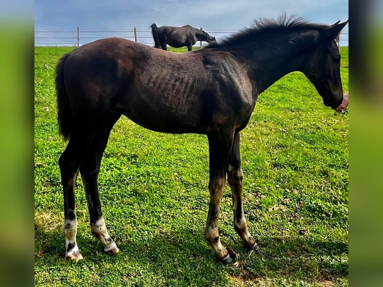 Oldenburg Stallion  16,2 hh Bay-Dark in Weiskirchen