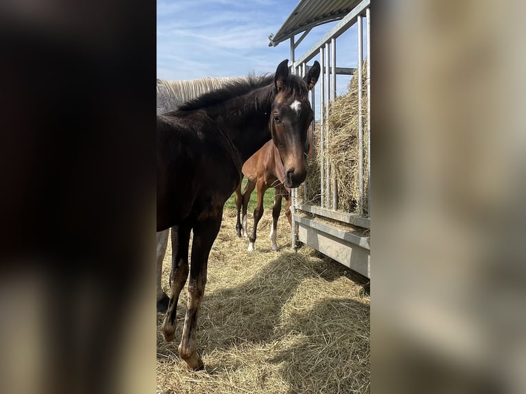 Oldenburg Stallion  16,2 hh Bay-Dark in Weiskirchen