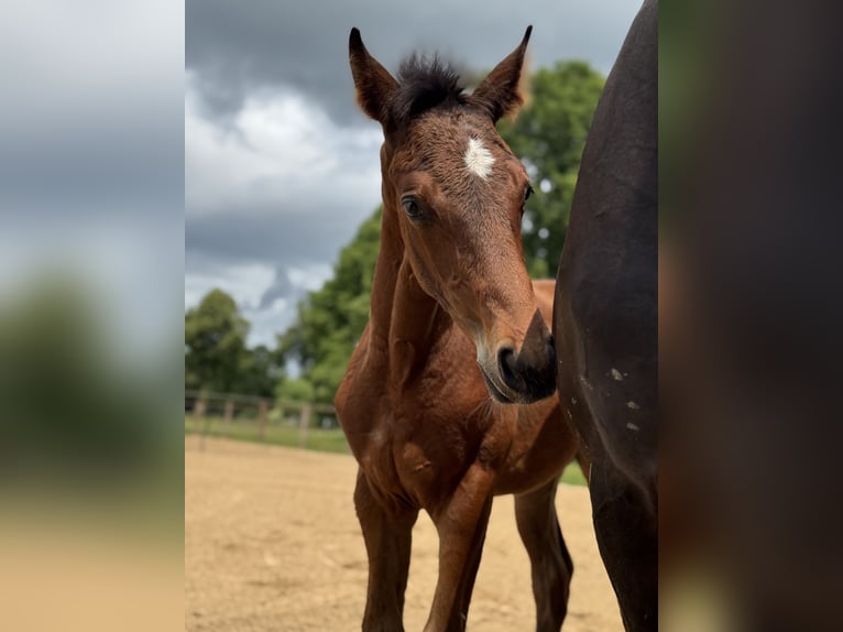 Oldenburg Stallion  16,2 hh Bay-Dark in Gro&#xDF;efehn Bagband