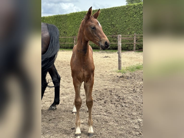 Oldenburg Stallion Foal (05/2024) 16,2 hh Bay-Dark in Großefehn