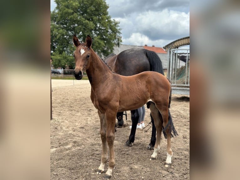 Oldenburg Stallion Foal (05/2024) 16,2 hh Bay-Dark in Großefehn