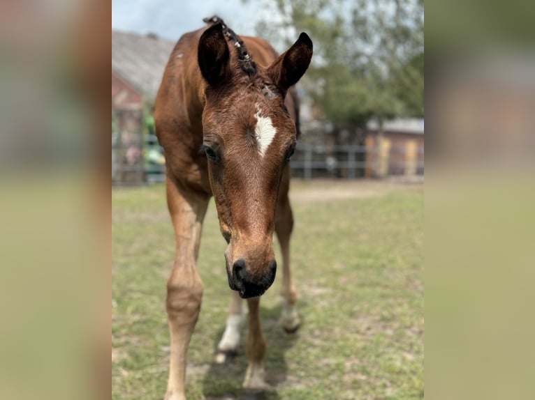 Oldenburg Stallion Foal (05/2024) 16,2 hh Bay-Dark in Großefehn