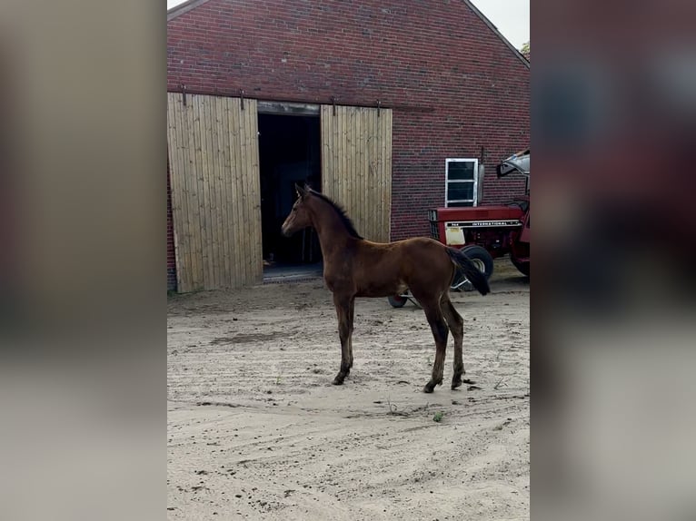 Oldenburg Stallion Foal (05/2024) 16,2 hh Bay-Dark in Großefehn