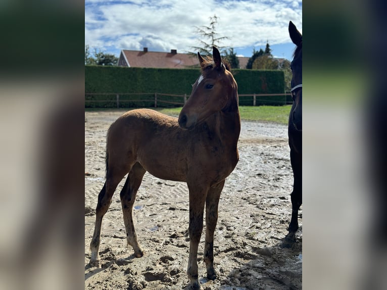 Oldenburg Stallion Foal (05/2024) 16,2 hh Bay-Dark in Großefehn