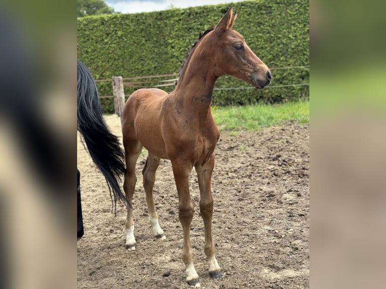 Oldenburg Stallion Foal (05/2024) 16,2 hh Bay-Dark in Großefehn