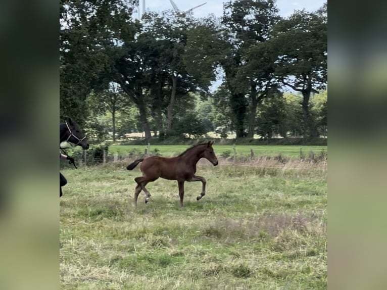 Oldenburg Stallion Foal (05/2024) 16,2 hh Bay-Dark in Großefehn