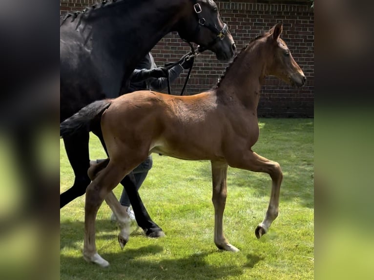 Oldenburg Stallion Foal (05/2024) 16,2 hh Bay-Dark in Großefehn