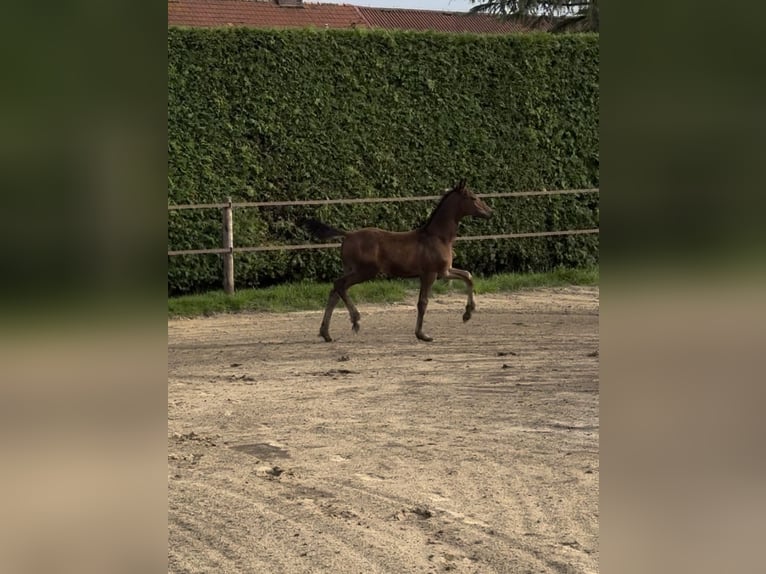 Oldenburg Stallion Foal (05/2024) 16,2 hh Bay-Dark in Großefehn