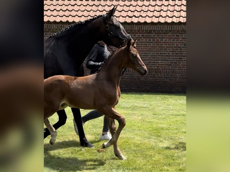 Oldenburg Stallion Foal (05/2024) 16,2 hh Bay-Dark in Großefehn