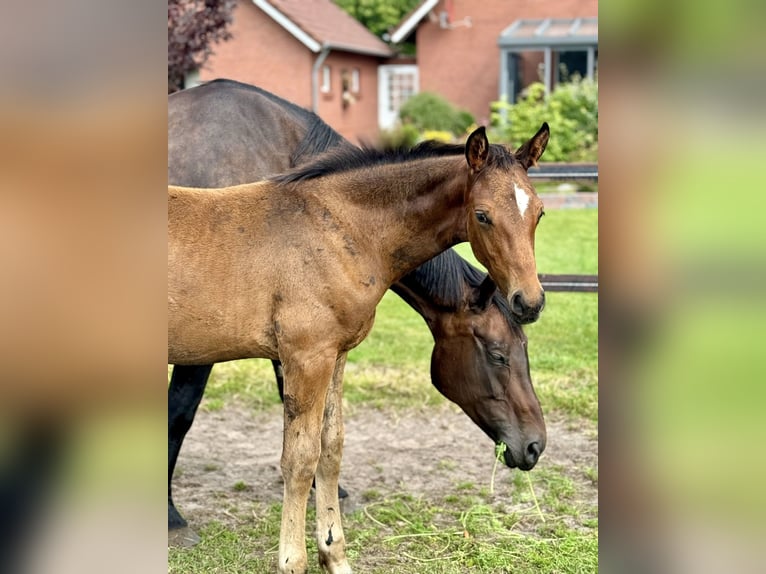 Oldenburg Stallion Foal (05/2024) 16,2 hh Bay-Dark in Großefehn