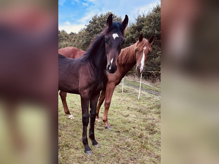 Oldenburg Stallion Foal (04/2024) 16,2 hh Bay-Dark in Hohenahr