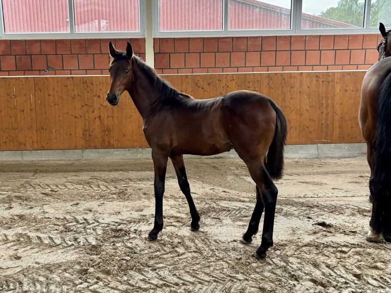 Oldenburg Stallion Foal (05/2024) 16,2 hh Bay-Dark in Bohmte