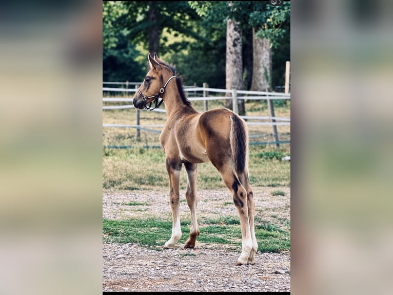 Oldenburg Stallion Foal (03/2026) 16.2 hh Bay-Dark in Champsac