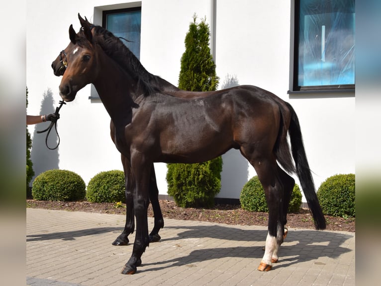 Oldenburg Stallion Foal (03/2023) 16,2 hh Bay-Dark in Wysin