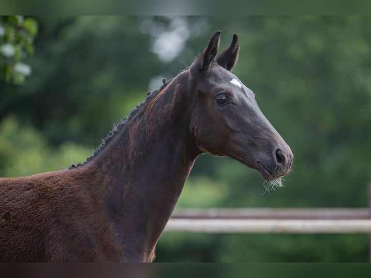 Oldenburg Stallion Foal (03/2024) 16,2 hh Black in Blunk