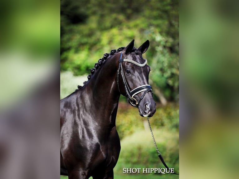 Oldenburg Stallion Foal (05/2024) 16,2 hh Black in breendonk