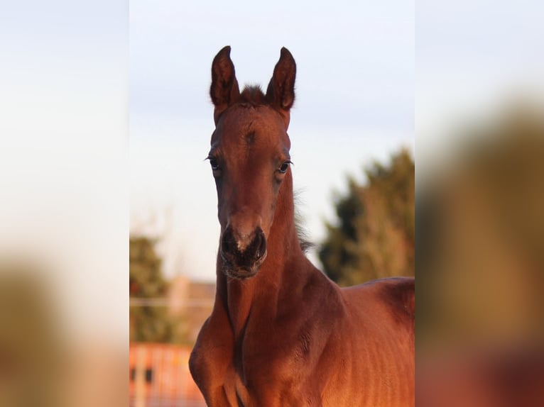 Oldenburg Stallion Foal (05/2024) 16,2 hh Black in breendonk