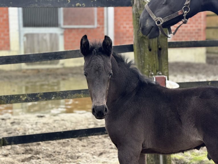 Oldenburg Stallion Foal (02/2026) 16.2 hh Black in Cloppenburg