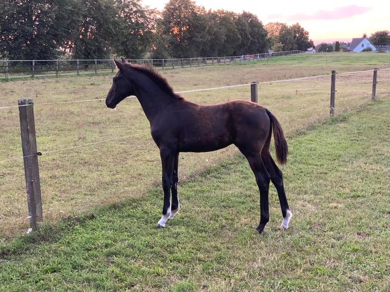 Oldenburg Stallion Foal (03/2024) 16,2 hh Black in Wittendörp