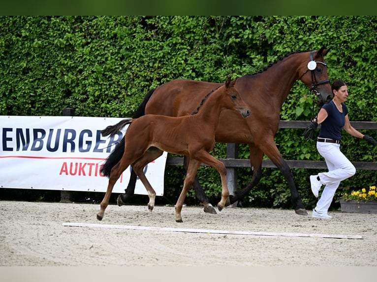 Oldenburg Stallion Foal (05/2024) 16,2 hh Brown in Mengkofen