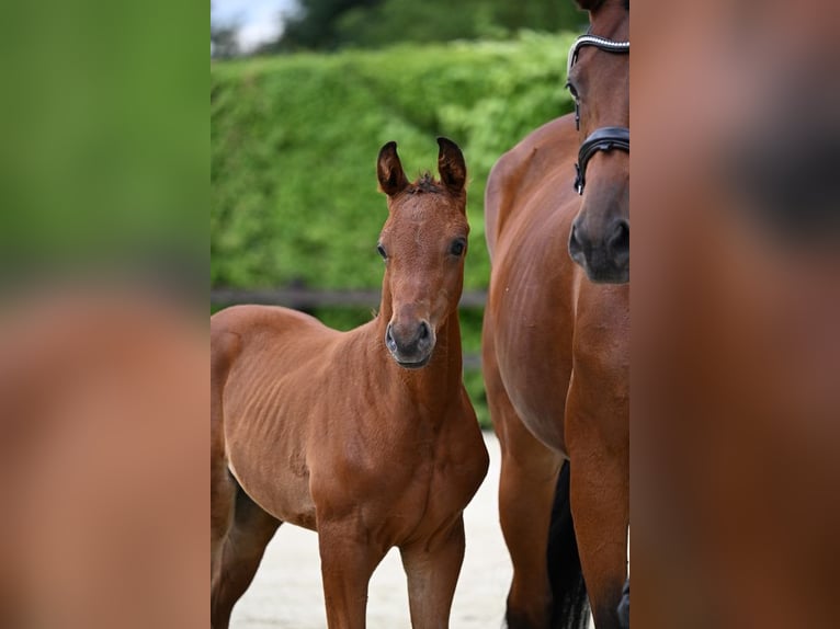 Oldenburg Stallion Foal (05/2024) 16,2 hh Brown in Mengkofen