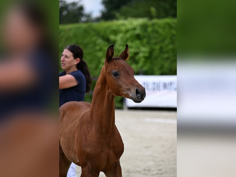 Oldenburg Stallion Foal (05/2024) 16,2 hh Brown in Mengkofen