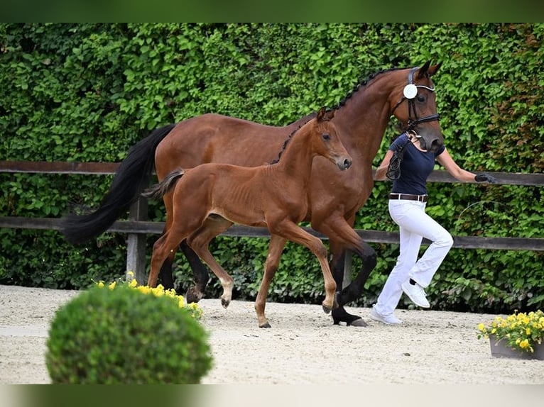 Oldenburg Stallion Foal (05/2024) 16,2 hh Brown in Mengkofen