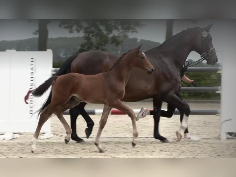 Oldenburg Stallion Foal (05/2024) 16,2 hh Brown in Bruchhausen-Vilsen