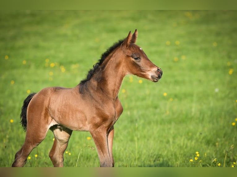 Oldenburg Stallion Foal (03/2026) 16.2 hh Brown in Hetzerath