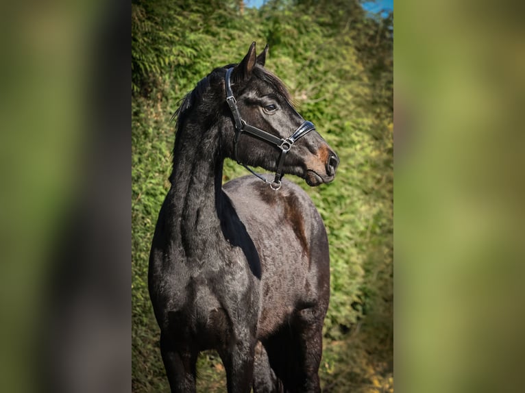 Oldenburg Stallion Foal (03/2026) 16.2 hh Brown in Hetzerath