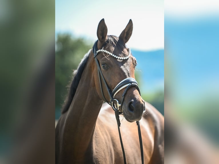 Oldenburg Stallion Foal (03/2026) 16.2 hh Brown in Hetzerath