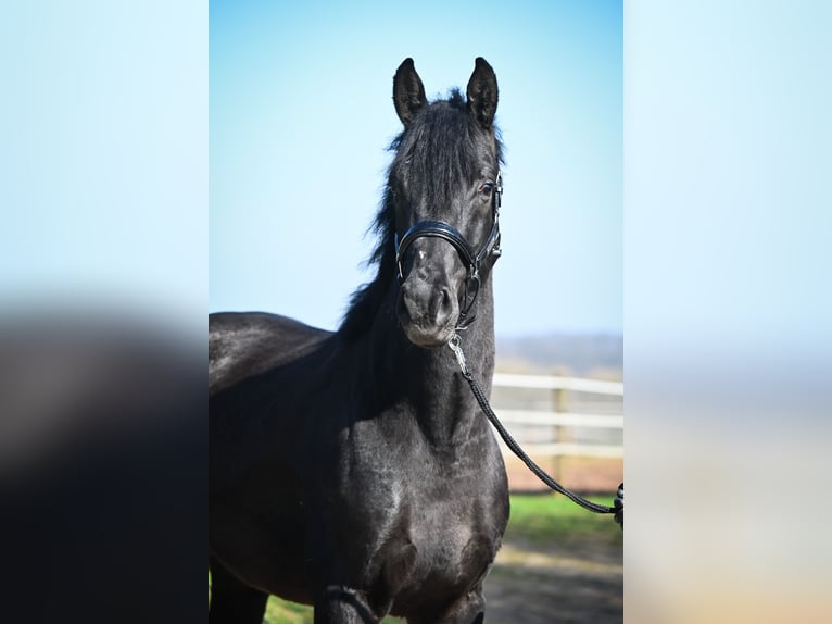 Oldenburg Stallion Foal (03/2026) 16.2 hh Brown in Hetzerath