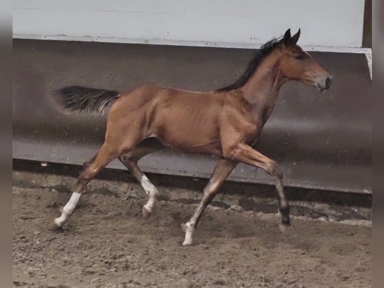 Oldenburg Stallion Foal (02/2024) 16,2 hh Brown in Bramsche