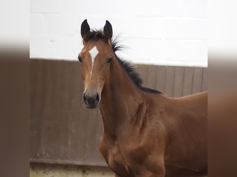 Oldenburg Stallion Foal (02/2024) 16,2 hh Brown in Bramsche