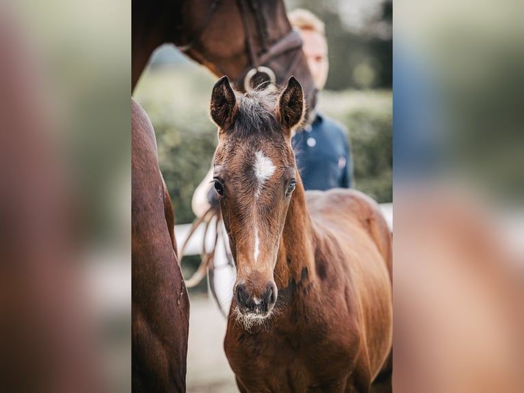 Oldenburg Stallion Foal (04/2024) 16,2 hh Brown in Bad Münder am Deister