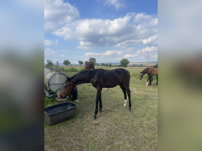 Oldenburg Stallion Foal (04/2024) 16,2 hh Brown in Bad Münder am Deister