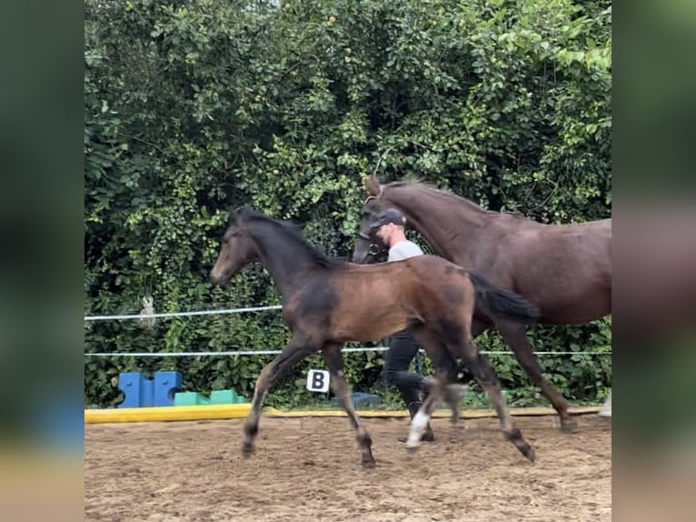 Oldenburg Stallion Foal (04/2024) 16,2 hh Brown in Bad Münder am Deister