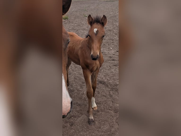 Oldenburg Stallion Foal (05/2026) 16.2 hh Brown in Steimbke