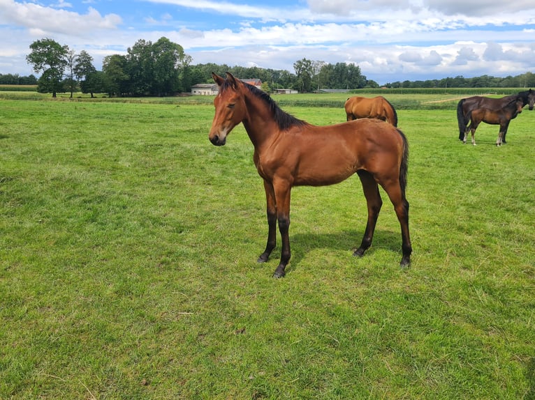 Oldenburg Stallion Foal (02/2025) 16,2 hh Brown in Cappeln (Oldenburg)