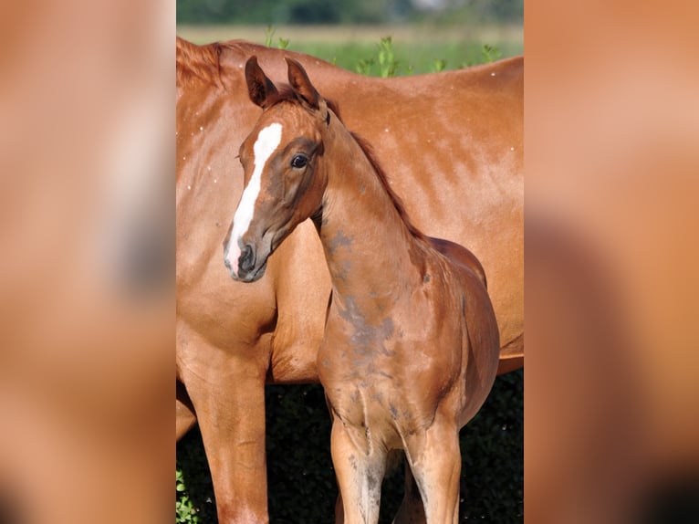 Oldenburg Stallion Foal (06/2025) 16,2 hh Chestnut in Buk