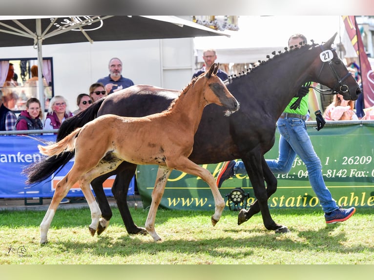 Oldenburg Stallion Foal (06/2024) 16,2 hh Chestnut in Hude (Oldenburg)