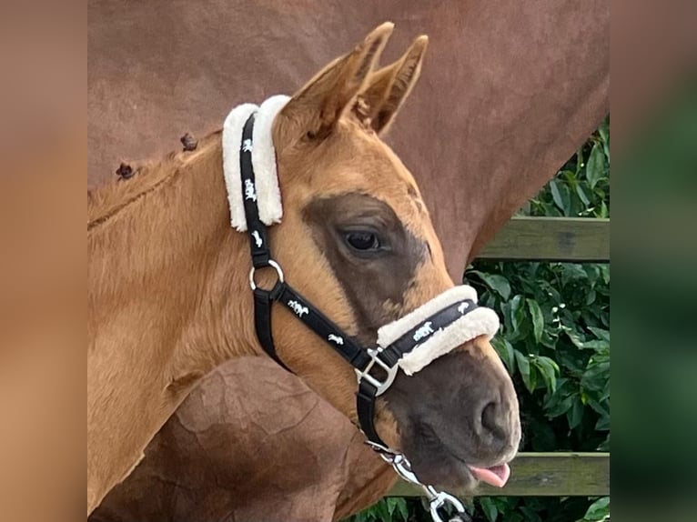 Oldenburg Stallion Foal (06/2024) 16,2 hh Chestnut in Elmlohe